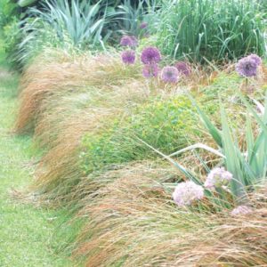 Piante che amano il sole - Graminacee e Allium