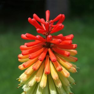 Piante che amano il sole - Kniphofia