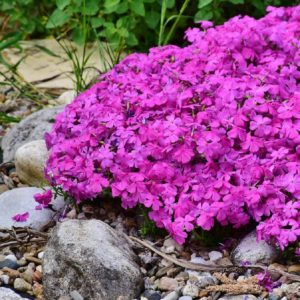 Piante che amano il sole - Phlox