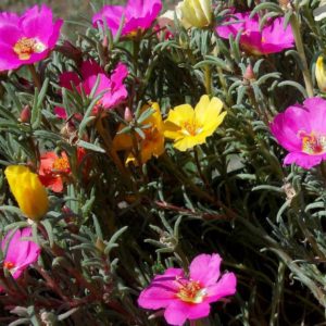 Piante che amano il sole - Portulaca