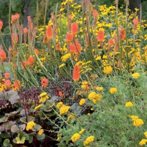 Piante che amano il sole - Rudbeckia Kniphofia e Achillea