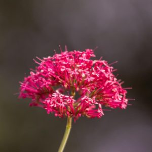 Piante che amano il sole - Valeriana rossa