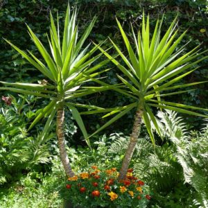 Piante-che-amano-il-sole-Yucca