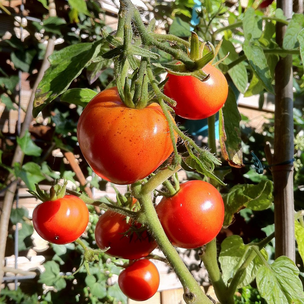 coltivare i Pomodori