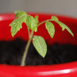 coltivare i Pomodori