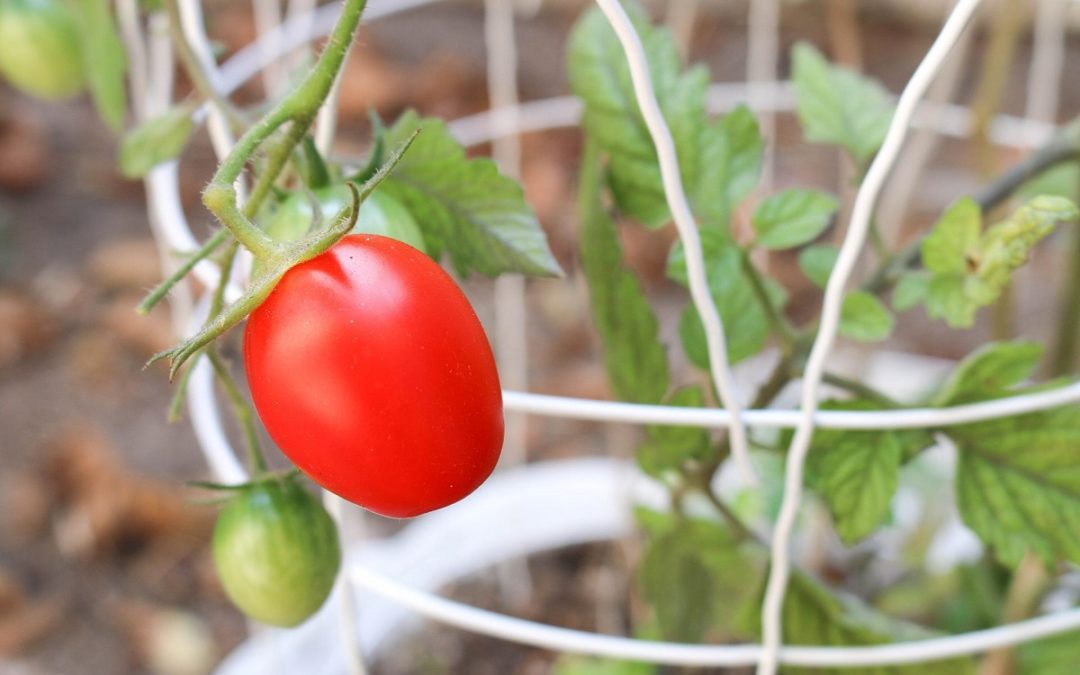 Come coltivare i Pomodori in vaso