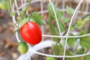 coltivare i Pomodori