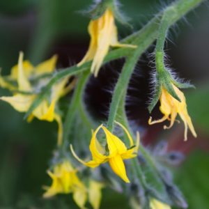 coltivare i Pomodori