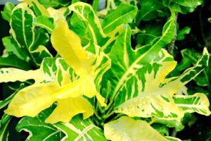 coltivare il Croton