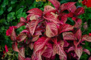 coltivare il Croton