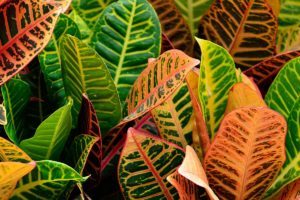 coltivare il Croton