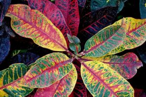 coltivare il Croton - Codiaeum pictum