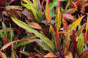 coltivare il Croton - Codiaeum variegatum