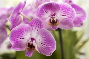 coltivare la Phalaenopsis