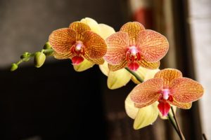 coltivare la Phalaenopsis