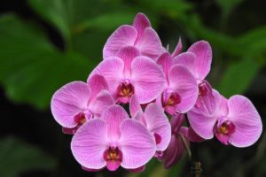coltivare la Phalaenopsis