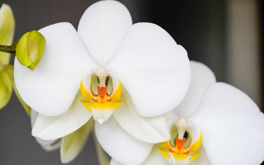 Come coltivare la Phalaenopsis: orchidee che passione!