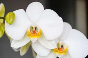 coltivare la Phalaenopsis