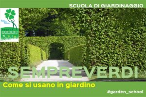piante sempreverdi in giardino