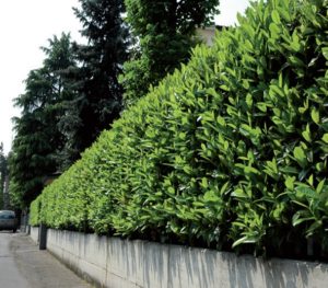 piante sempreverdi in giardino - siepe frangivista