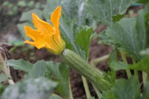 Zucchine