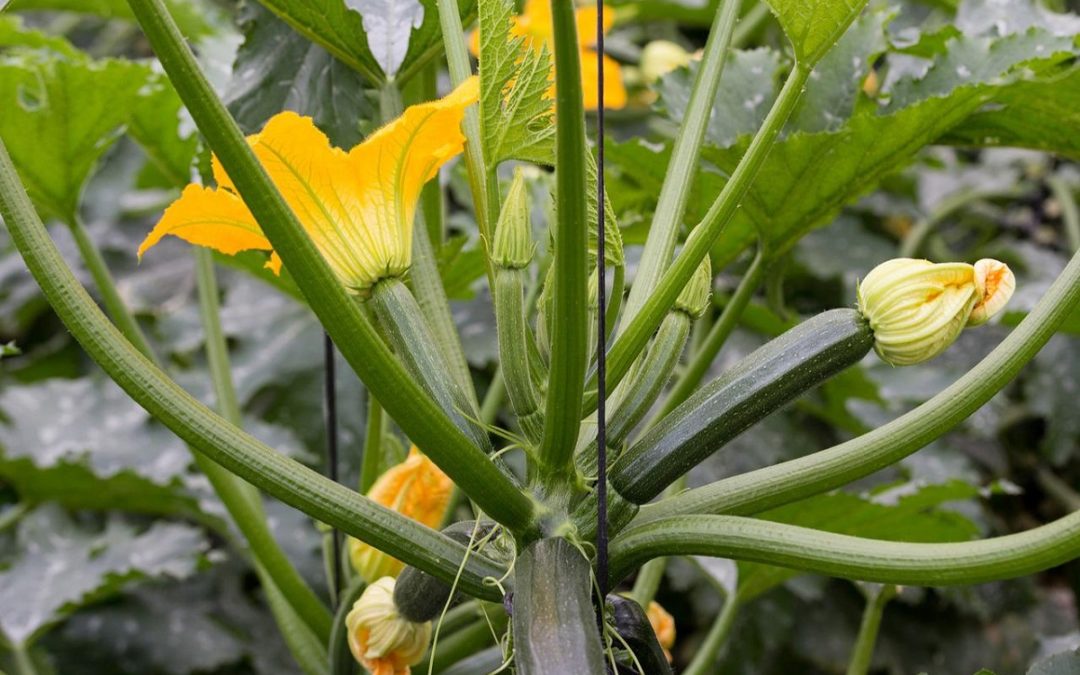 Come coltivare le Zucchine e riconoscere le varietà
