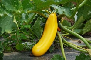 Zucchine gialle