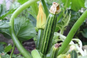 Zucchine striate