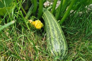 Zucchino a clava