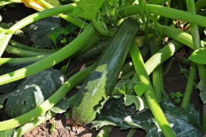 Coltivare le Zucchine - Zucchino classico