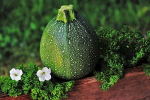 Coltivare le Zucchine - Zucchino rotondo
