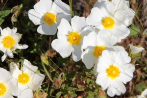 Giardini al mare - Cistus