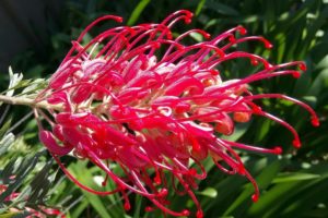 Grevillea