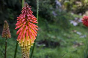Kniphofia