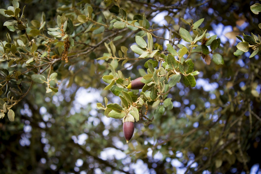 Giardini al mare - Quercus ilex
