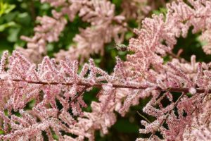Giardini al mare - Tamarix ramosissima