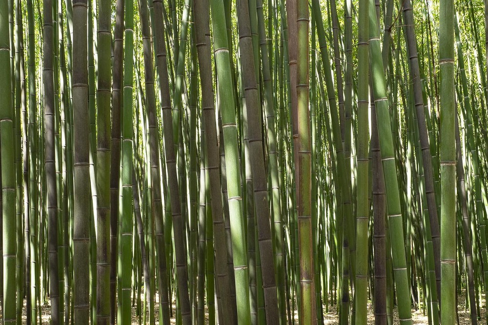 coltivare il Bambù