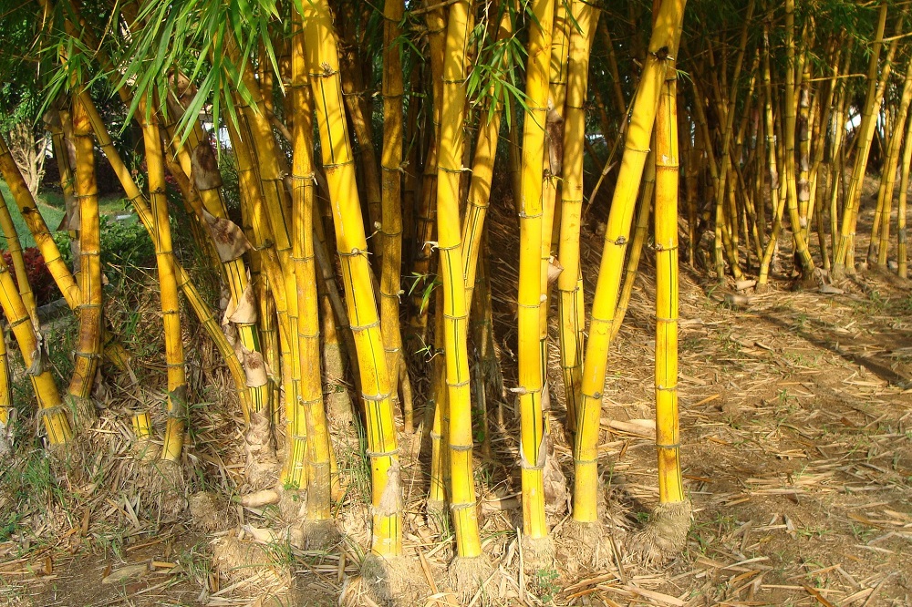 coltivare il Bambù - Phyllostachys aurea