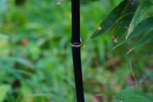 coltivare il Bambù - Phyllostachys nigra