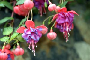 coltivare la Fucsia