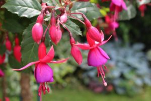 coltivare la Fucsia