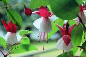 coltivare la Fucsia