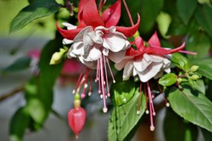 coltivare la Fucsia