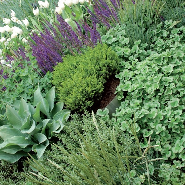 Le 7 migliori piante per iniziare un giardino di erbe aromatiche – SINFONIE  BOTANICHE