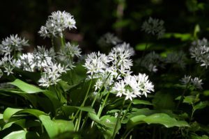 coltivare le aromatiche in giardino - Aglio orsino