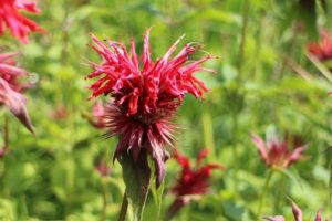 coltivare le aromatiche in giardino - Monarda didyma