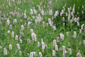 coltivare le aromatiche in giardino - Persicaria bistorta