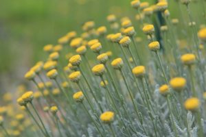 coltivare le aromatiche in giardino - Santolina
