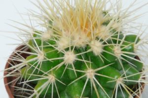 Echinocactus