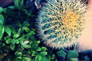 Echinocactus